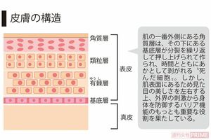 皮膚の構造