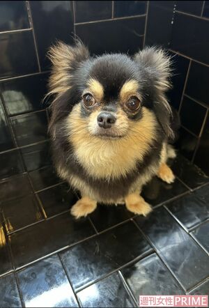 荒川区の盗難事件後に新しい家族に引き取られた、まろちゃん