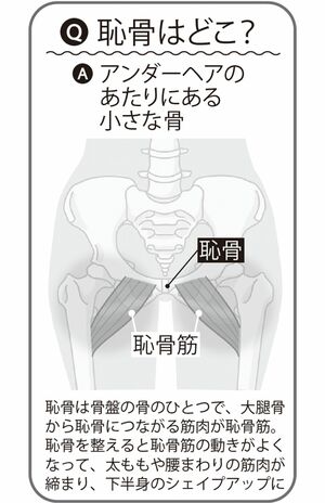 恥骨の位置はどこ？　イラスト提供／川野郁代