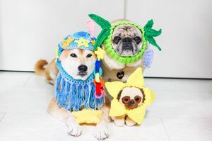 柴犬&パグの仲よし男の子。一瞬、本物? と思うぬいぐるみも◎ (c)ami