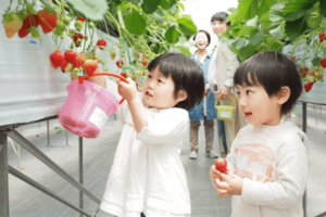 市場を牽引してきた『とちおとめ』が消える!?次なる“スターいちご”の評判は(※画像はイメージです)