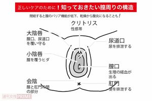 知っておきたい膣周りの構造(イラスト/赤松かおり)