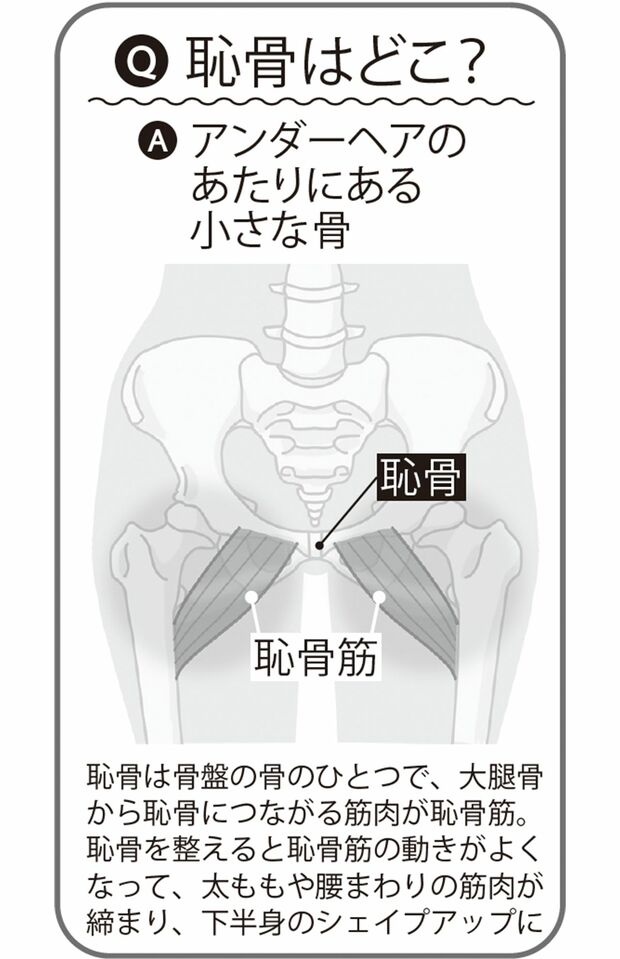 恥骨の位置はどこ？
