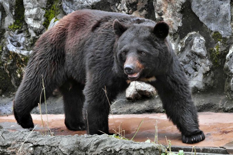 相次ぐクマ被害》東京・八王子でツキノワグマの目撃情報も!「アーバン