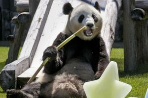 結浜（ゆいひん）　写真／共同通信社