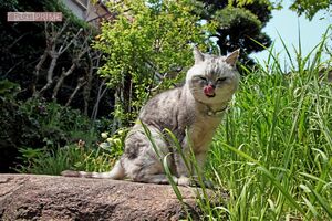 撮影／朝井まかてさん