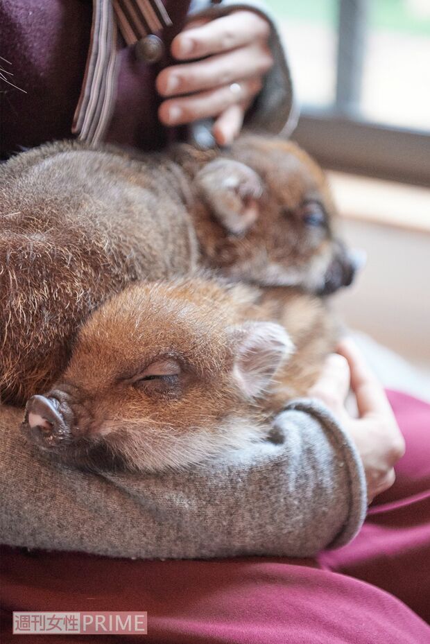 好奇心旺盛で、人懐っこく、座っているとひざの上に“よいしょ！　よいしょ！”と上ってきます　撮影／山田智絵