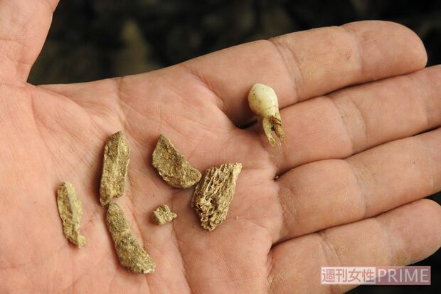 ガマでの発掘で見つかった戦没者の遺骨。小石と見分けがつかず、判別作業は素人には困難　撮影／渡瀬夏彦