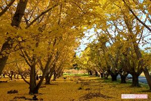 静岡県菊川市にある『平尾イチョウ並木』 写真/編集部