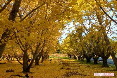 静岡県菊川市〈平尾イチョウ並木〉がSNSで“映えスポット”化で路駐問題に市民困惑、市は「対応を検討して…