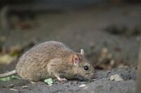 「ゴミ置き場に大量発生」「都内に25万匹生息している」コロナ禍はネズミにとって“絶好のチャンス”だった…