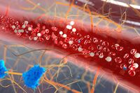 毛細血管は“人体最大の臓器”、すべての老化症状の原因はココにあり!!