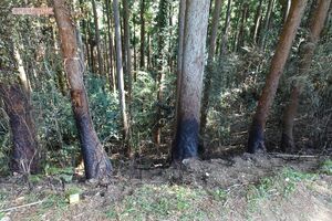 島田容疑者が逮捕された現場の焼け跡。民家からは少し離れている