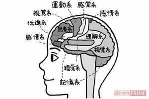 8つの脳番地とそれぞれの主な働き　イラスト／吉田静佳