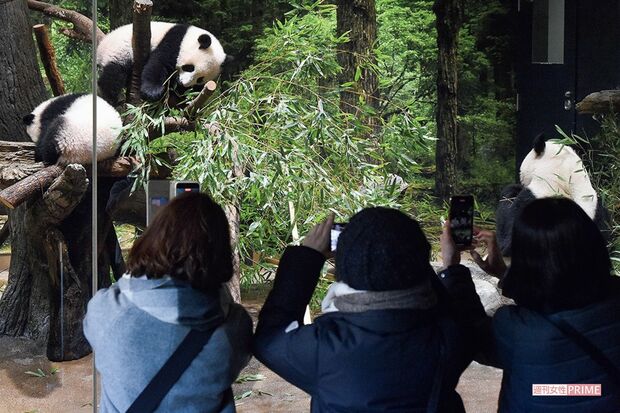 （写真右）シャオシャオ（上）とレイレイ（下）の一般公開を待ち望んだ来場者たちが記念撮影