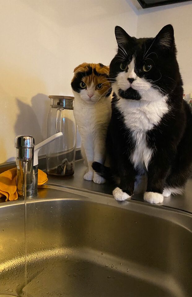 （右）ノワさん・6歳、（左）ナッツさん・4歳。「洗面台に乗って水道水出してアピール。いざ出してあげると飲まずに2匹ともひたすら眺めてる……」（飼い主）（※画像は飼い主提供）