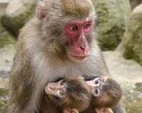 育児放棄された子ザルを育てる母ザル”カラオケ”。名前の由来は?