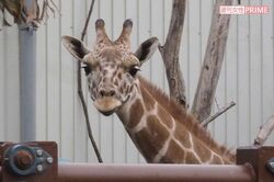2年前、第2飼育場にはキリンなどの姿も見えた