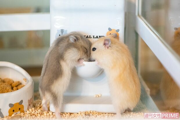 お食事中のハムスター♪