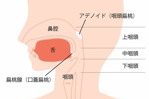 上咽頭にウイルスが付着して感染が起こると言われる