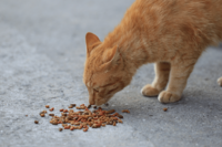 《神奈川・相模川》相次ぐ猫の毒殺、死骸の近くに “青い粉入り” のエサ