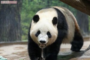 シャオシャオ　撮影／齋藤周造