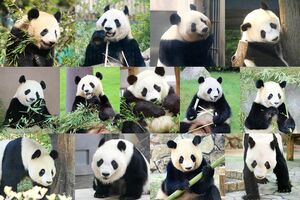 パンダ殿の13頭（撮影／二木繁美）