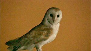 『ネズミ退治に大活躍！ 人気フクロウ』(c)NHK