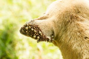 大量のマダニがついた犬の耳。マダニはペットや家畜にも寄生する