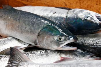 鮭は鮮やかな赤い身が特徴だが、実は白身魚。赤くなるのは甲殻類を食べるからで、養殖ではエサで身の色を調整している（写真はイメージです）