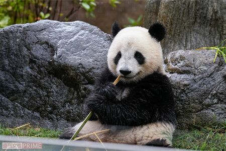 屋外で竹を食べていたシャオシャオだが、レイレイのいる室内に移動（撮影／伊藤和幸）