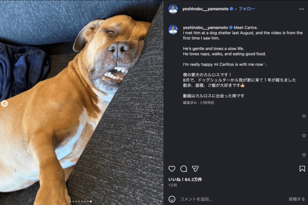 世界がベタ惚れしているドジャース・山本由伸の愛犬カルロス（公式インスラグラムより）