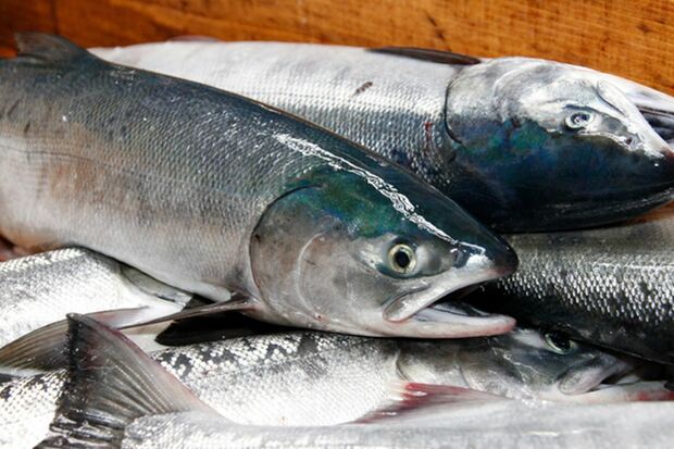 鮭は鮮やかな赤い身が特徴だが、実は白身魚。赤くなるのは甲殻類を食べるからで、養殖ではエサで身の色を調整している（写真はイメージです）