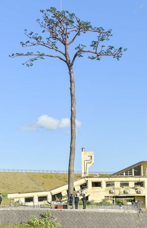 高さ約27メートル。奇跡の一本松を見上げられた両陛下　撮影／JMPA