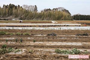 一見、ねぎくらいしかなさそうな冬の畑。実はこんなにも高級野菜が隠れている　撮影／齋藤周造