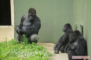 ニシゴリラの群れでの飼育を見られるのは全国で3か所だけ