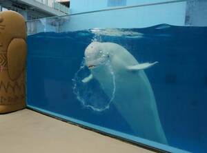 バブルリングを披露してくれたシーマ。ショーでは、マイペースなプルルを引っ張る 撮影/山田智絵