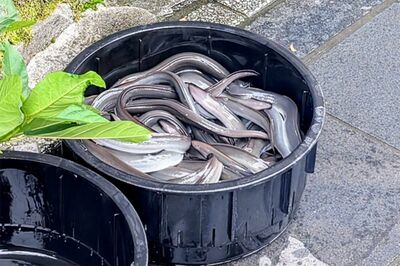 【知って楽しい雑学】うなぎの刺身があまり売られていない理由は?血液に含まれる毒で痙攣や嘔吐の恐れも