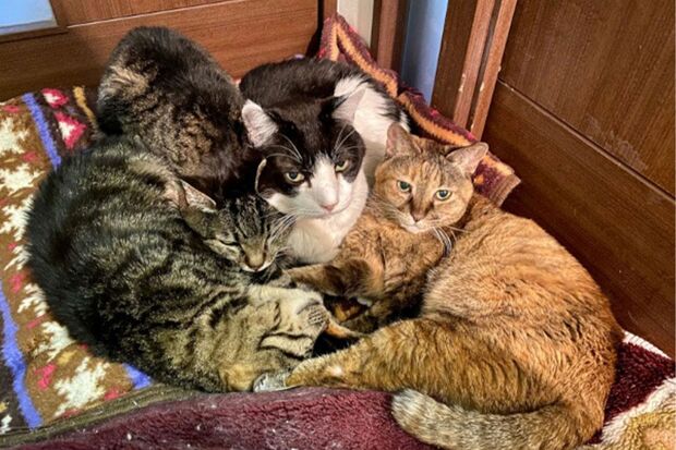 如月サラさんの実家の猫も引き取り先に困窮した（提供／如月サラさん）