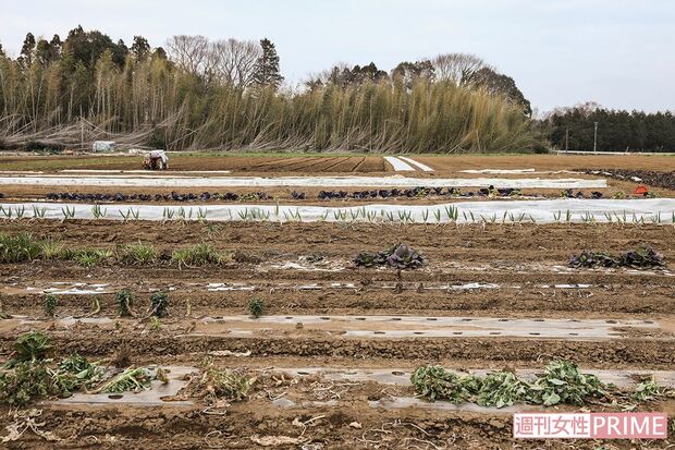 一見、ねぎくらいしかなさそうな冬の畑。実はこんなにも高級野菜が隠れている　撮影／齋藤周造