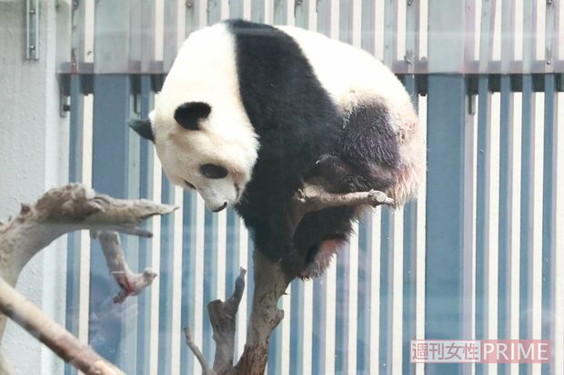 細～い木の上にヨジヨジ