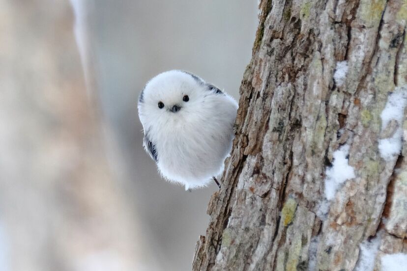画像 写真 天使すぎる鳥 雪の妖精 と話題沸騰中 シマエナガちゃんを知っていますか 週刊女性prime