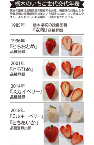 栃木のいちご世代交代表