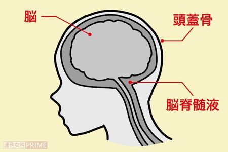 “脳脊髄液”を循環させれば安眠に！　イラスト／青井亜衣