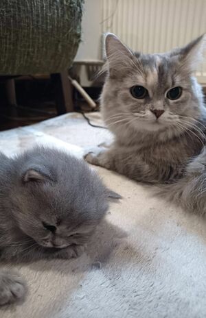 癒しの『猫ぐすり』 画像/飼い主提供
