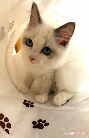 佐藤さんはひとりで生きると決めた51歳で子猫を飼ったという。「この子と最期まで頑張る覚悟です」