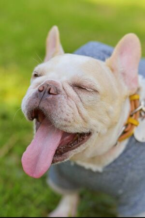 舌をベロ～ンとしながらニンマリ。この愛らしさ、もうたまりません♪　(c)鼻ぺちゃ展