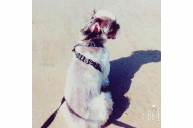 愛香容疑者が飼っていた小型犬（SNSより）