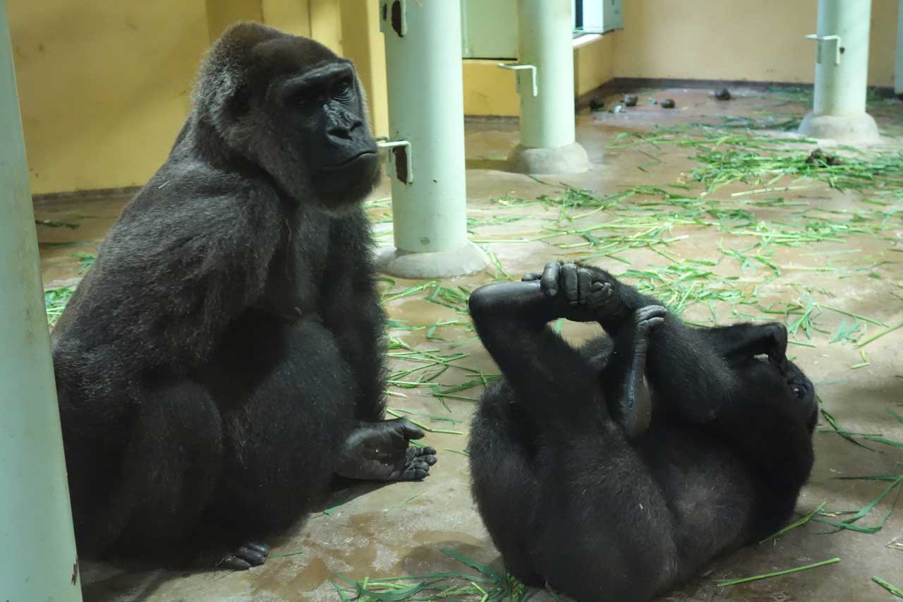 動物界を襲う 超高齢化 の波 元気がなくなった動物たちをどうする ニュース概要 週刊女性prime