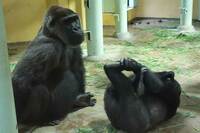 動物界を襲う“超高齢化”の波、元気がなくなった動物たちをどうする?
